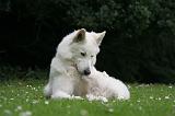 BERGER BLANC SUISSE - ADULTS ET PUPPIES 062